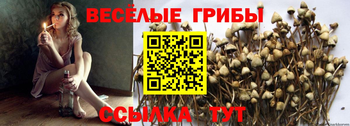 Галлюциногенные грибы Psilocybe Нижневартовск